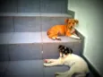 Ted,Susana e laika