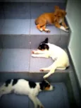 Ted,Susana e laika