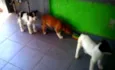 Ted,Susana e laika