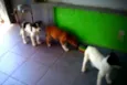 Ted,Susana e laika