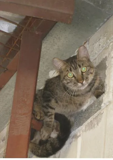 Gato ra a vira latas idade 1 ano nome sem nomes