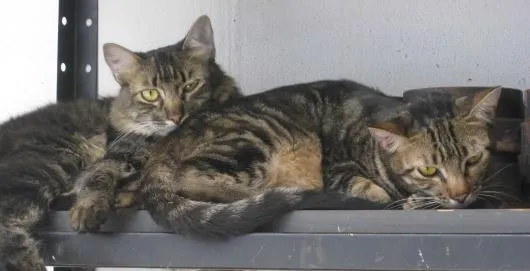 Gato ra a vira latas idade 1 ano nome sem nomes