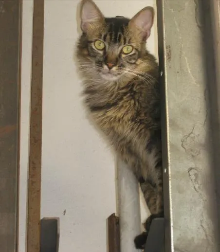 Gato ra a vira latas idade 1 ano nome sem nomes