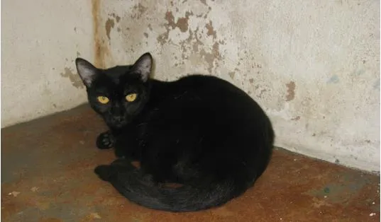 Gato ra a vira latas idade 1 ano nome sem nomes