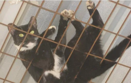 Gato ra a vira latas idade 1 ano nome sem nomes
