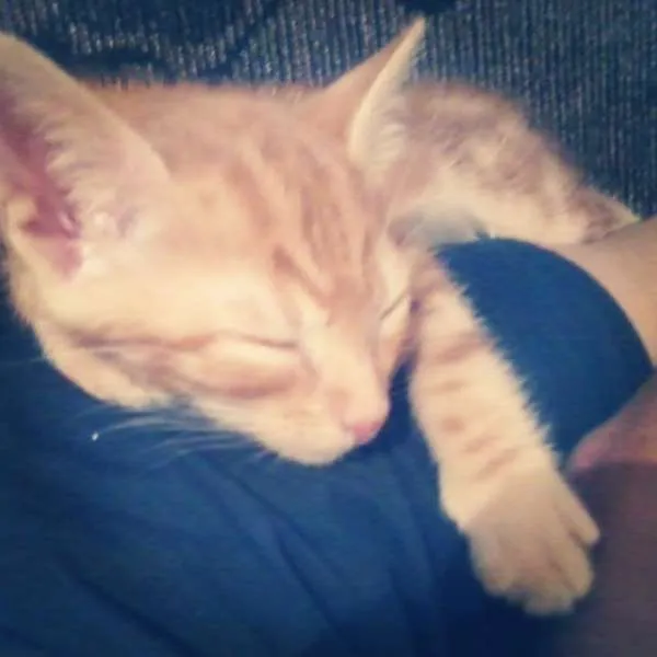 Gato ra a sem raça idade 2 a 6 meses nome napoleão