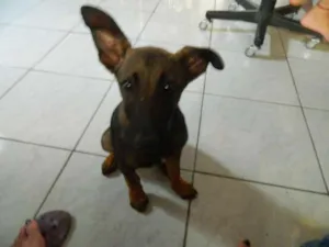 Cachorro raça SRD idade 2 a 6 meses nome Melvim