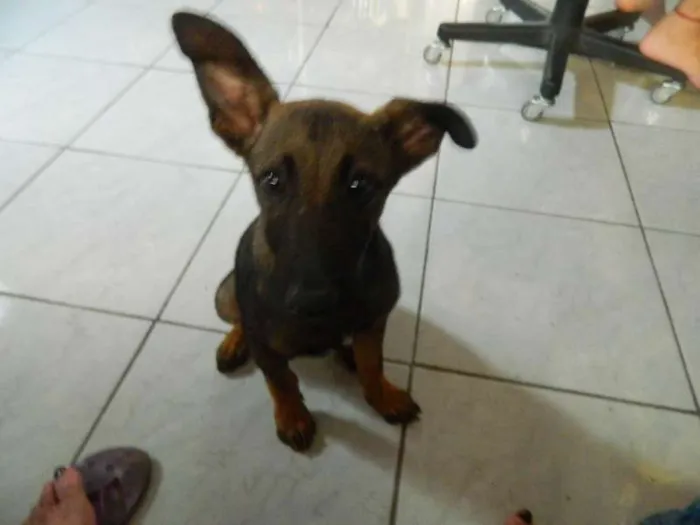 Cachorro ra a Pastor Alemão idade 2 a 6 meses nome Melvim