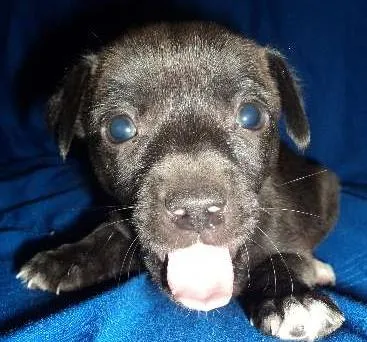 Cachorro ra a vira lata idade 2 a 6 meses nome sem nomes