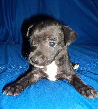 Cachorro ra a vira lata idade 2 a 6 meses nome sem nomes