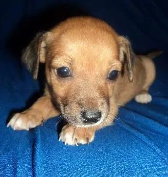 Cachorro ra a vira lata idade 2 a 6 meses nome sem nomes