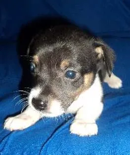 Cachorro ra a vira lata idade 2 a 6 meses nome sem nomes