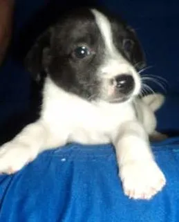 Cachorro ra a vira lata idade 2 a 6 meses nome sem nomes