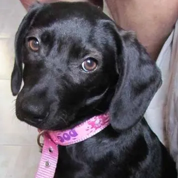 Cachorro ra a SRD idade 2 a 6 meses nome Nina