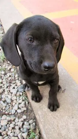 Cachorro ra a SRD idade 2 a 6 meses nome Nina