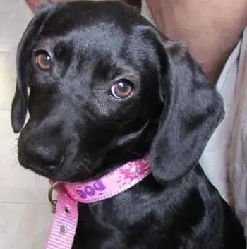 Cachorro ra a SRD idade 2 a 6 meses nome Nina