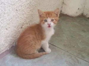 Gato raça Domestico idade 2 a 6 meses nome Amarelinho