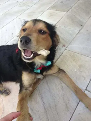 Cachorro raça SRD idade 7 a 11 meses nome Sem nome ainda