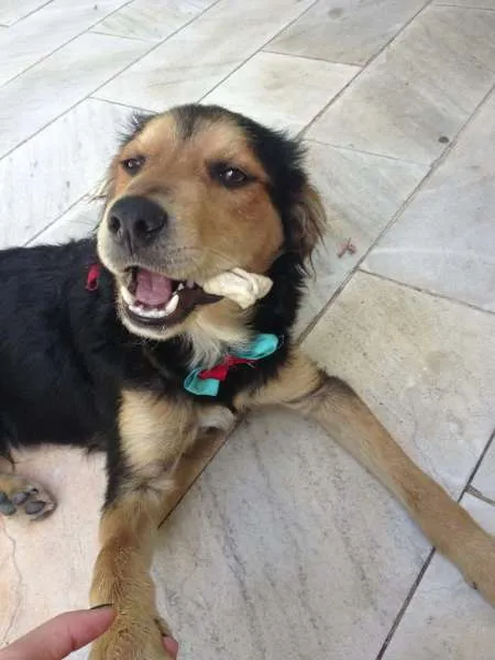 Cachorro ra a SRD idade 7 a 11 meses nome Sem nome ainda