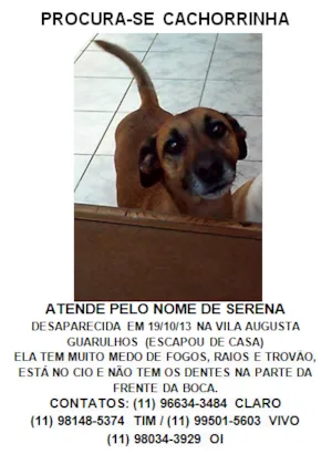 Cachorro raça SRD idade 6 ou mais anos nome Serena