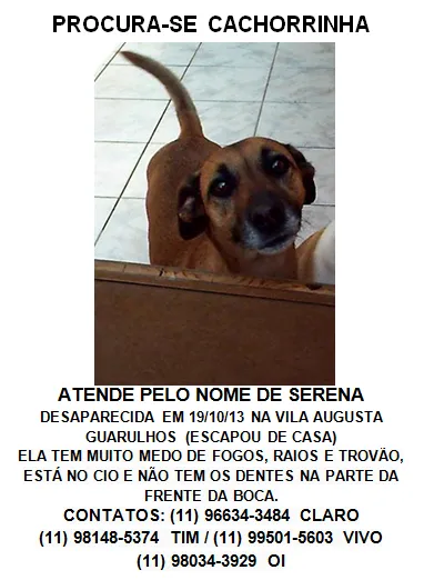Cachorro ra a SRD idade 6 ou mais anos nome Serena