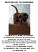 Cachorro raça SRD idade 6 ou mais anos nome Serena