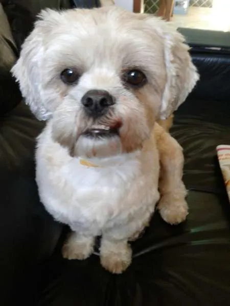 Cachorro ra a Lhasa Apso idade 3 anos nome Nick