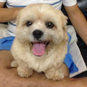 Cachorro raça Lhasa Apso idade 3 anos nome Nick
