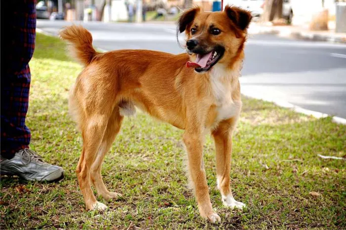 Cachorro ra a SRD idade 2 anos nome ERICK