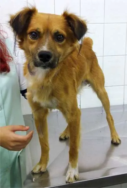 Cachorro ra a SRD idade 2 anos nome ERICK