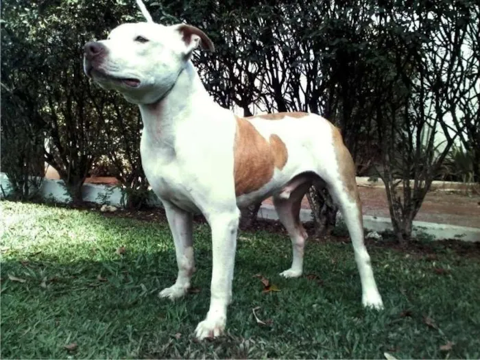 Cachorro ra a Pit-Bull idade 2 anos nome George