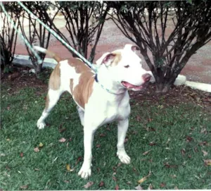 Cachorro raça Pit-Bull idade 2 anos nome George