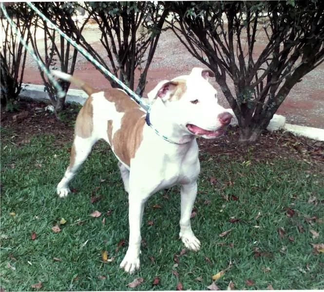 Cachorro ra a Pit-Bull idade 2 anos nome George