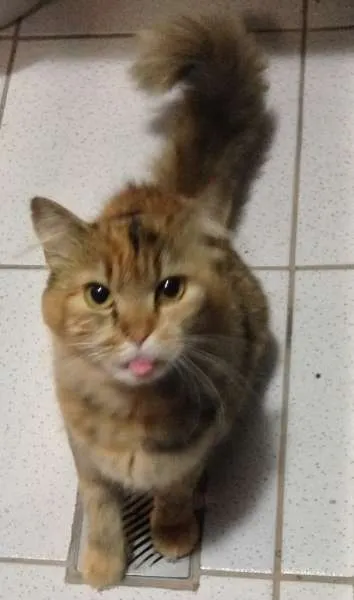 Gato ra a Mestiça idade 3 anos nome Melody (Mel)
