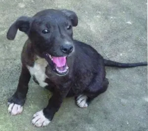 Cachorro raça SRD idade 2 a 6 meses nome Pity