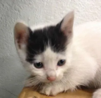 Gato ra a Frajola idade Abaixo de 2 meses nome Lindas Meninas