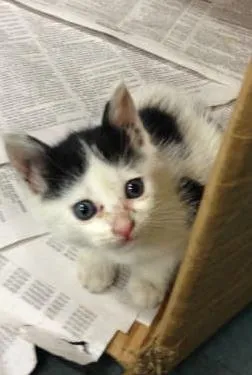 Gato ra a Frajola idade Abaixo de 2 meses nome Lindas Meninas