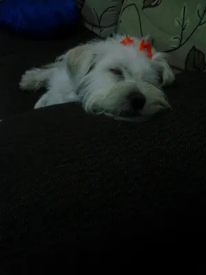 Cachorro raça  idade 1 ano nome Mel