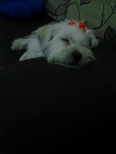 Cachorro ra a  idade 1 ano nome Mel
