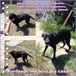 Cachorro raça SRD idade 2 anos nome Neguinha