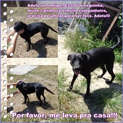 Cachorro raça SRD idade 2 anos nome Neguinha