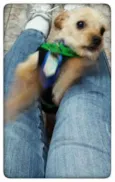 Toby