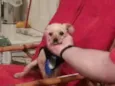 Toby