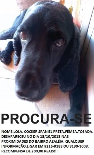 Cachorro raça Cocker idade 5 anos nome Lolita GRATIFICA