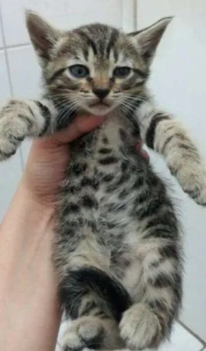 Gato raça SRD idade Abaixo de 2 meses nome BIA