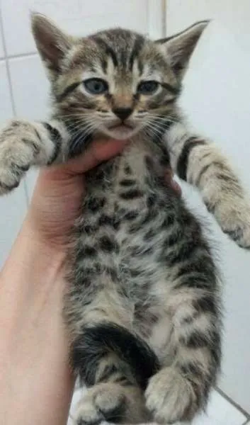 Gato ra a SRD idade Abaixo de 2 meses nome BIA