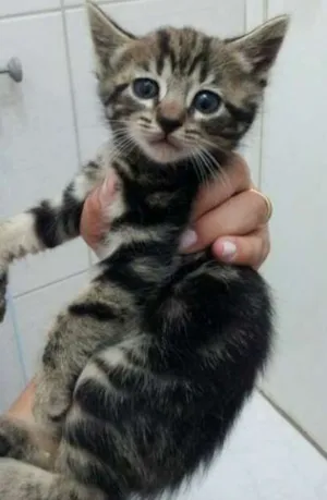 Gato raça SRD idade Abaixo de 2 meses nome MELISSA