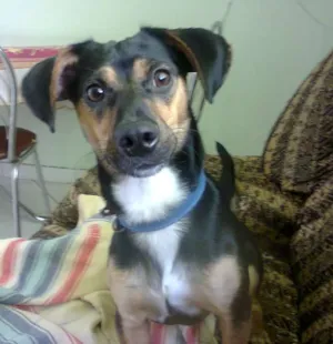 Cachorro raça  pinscher idade 2 anos nome Spot