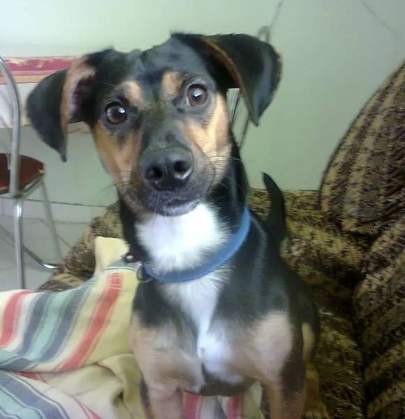 Cachorro raça  pinscher idade 2 anos nome Spot