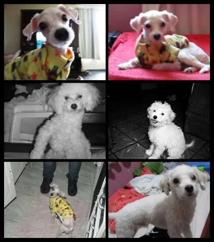 Cachorro ra a Poodle idade 1 ano nome Noah